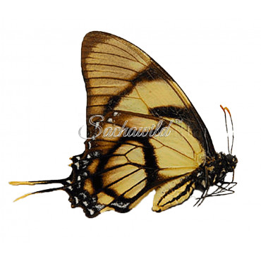 Eurytides Dolicaon Deileon (F)