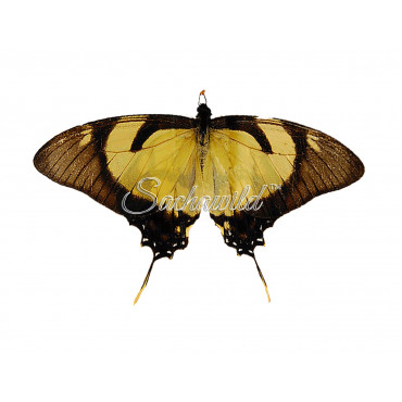 Eurytides Dolicaon Deileon (F)