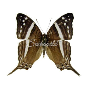 Marpesia Crethon (M, A1)