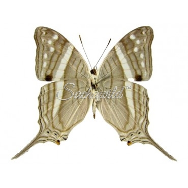 Marpesia Crethon (M, A1)