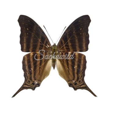 Marpesia Livius (M, A1)