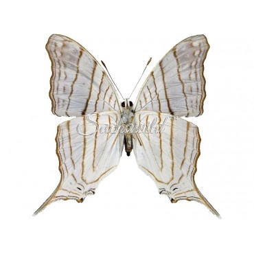 Marpesia Livius (M, A1)