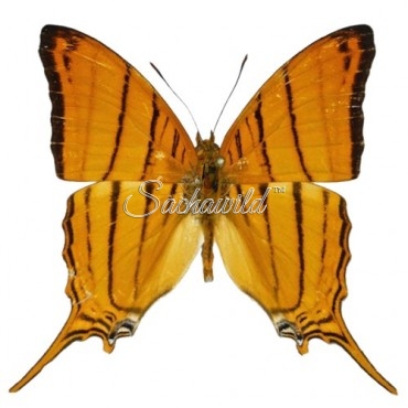 Marpesia Berania (M, A1)