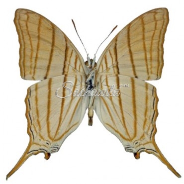 Marpesia Berania (M, A1)