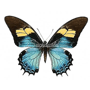 Papilio Androgeus