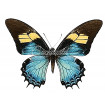 Papilio Androgeus (F)