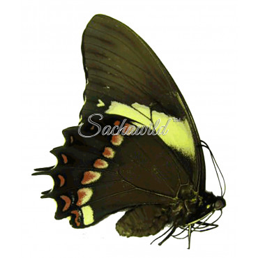 Papilio Aristeus Bitias (F)