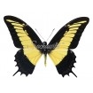 Papilio Androgeus (M, A1)