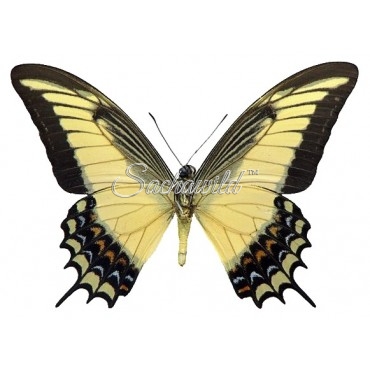 Papilio Androgeus (M, A1)