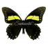 Papilio Aristeus Bitias (F)