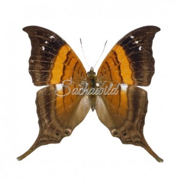 Marpesia Furcula Oechalia (F)