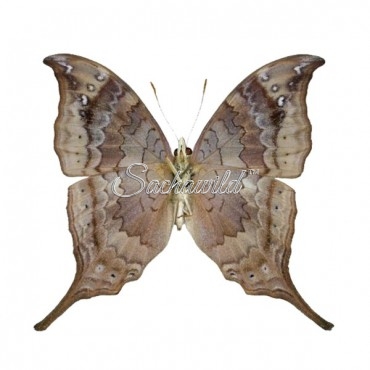 Marpesia Furcula Oechalia (F)