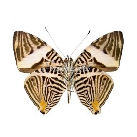 Colobura Dirce