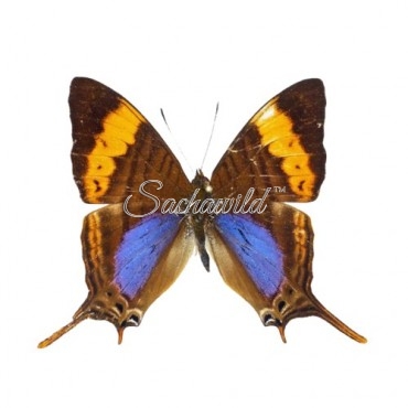 Marpesia Marcella / Corinna (M, A1)