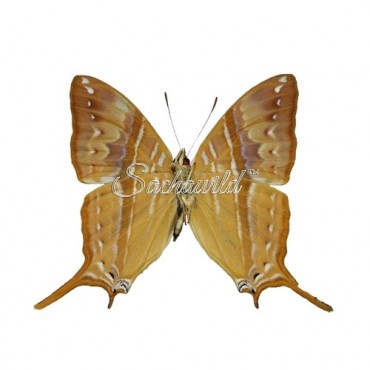 Marpesia Marcella / Corinna (M, A1)