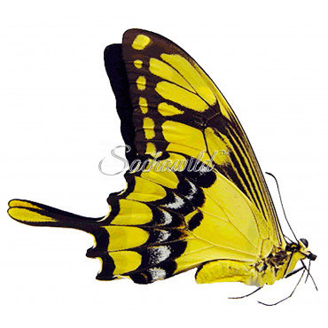 Papilio Thoas (F)