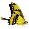 Papilio Thoas (F)