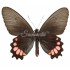 Parides Orellana (F)