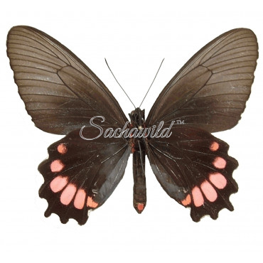 Parides Orellana (F)
