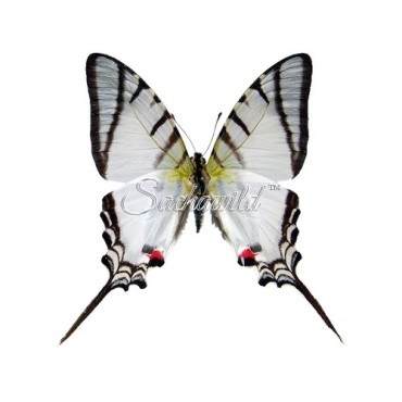 Protesilaus (Eurytides) Protesilaus (M)