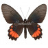 Parides Orellana (F)