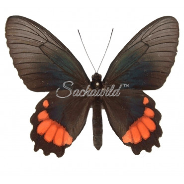 Parides Orellana (F)