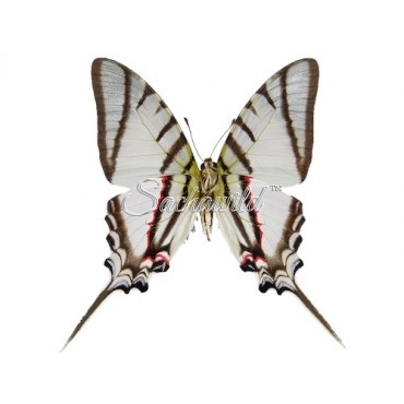 Protesilaus (Eurytides) Protesilaus (M)