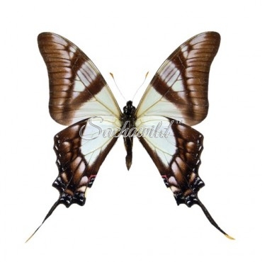 Eurytides Serville (M)