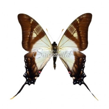 Eurytides Serville (M)