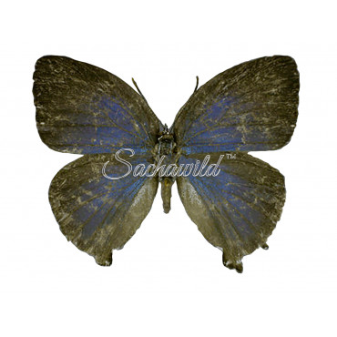 Brevianta Ematheon (F)