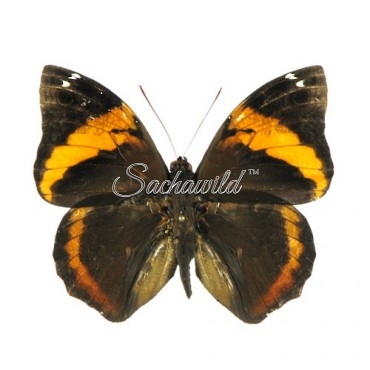 Opsiphanes Cassina (M)