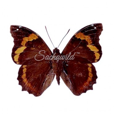 Opsiphanes Sallei Bristow (M)