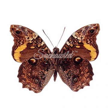 Opsiphanes Sallei Bristow (M)