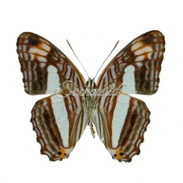 Adelpha Iphicleola (M)