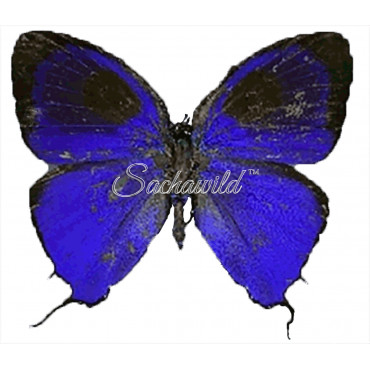 Brevianta Ematheon (M)