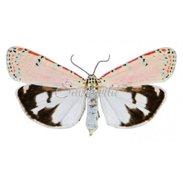 Utetheisa Ornatrix Ornatrix