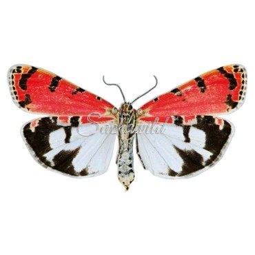 Utetheisa Ornatrix Ornatrix