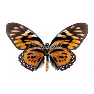 Papilio Zagreus Chrysoxanthus